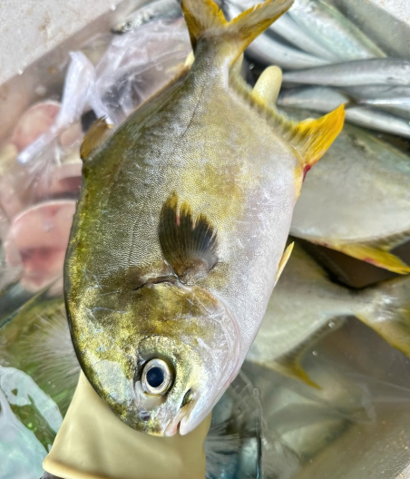 Cá chim trắng vàng anh