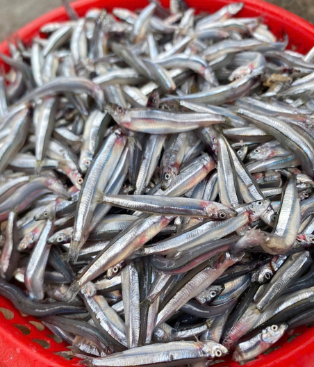 cá cơm săn