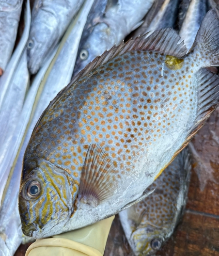 Cá dìa biển thiên nhiên